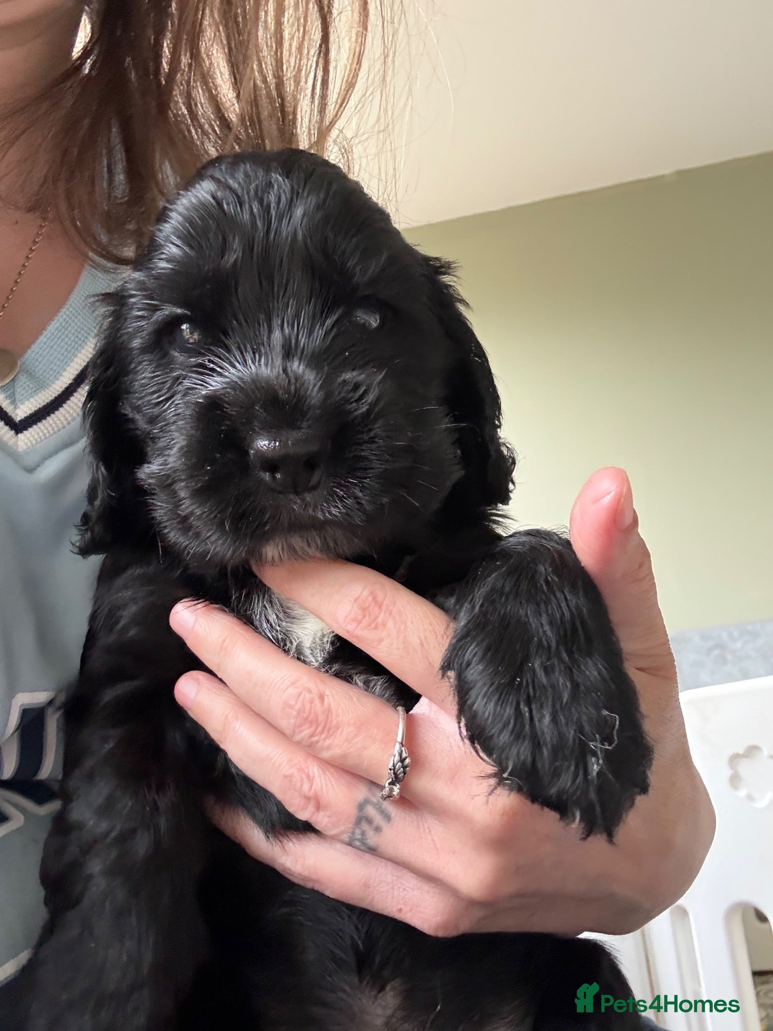 Cocker Spaniel dogs Beautiful Kc reg show type cocker spaniels  - Advert 2