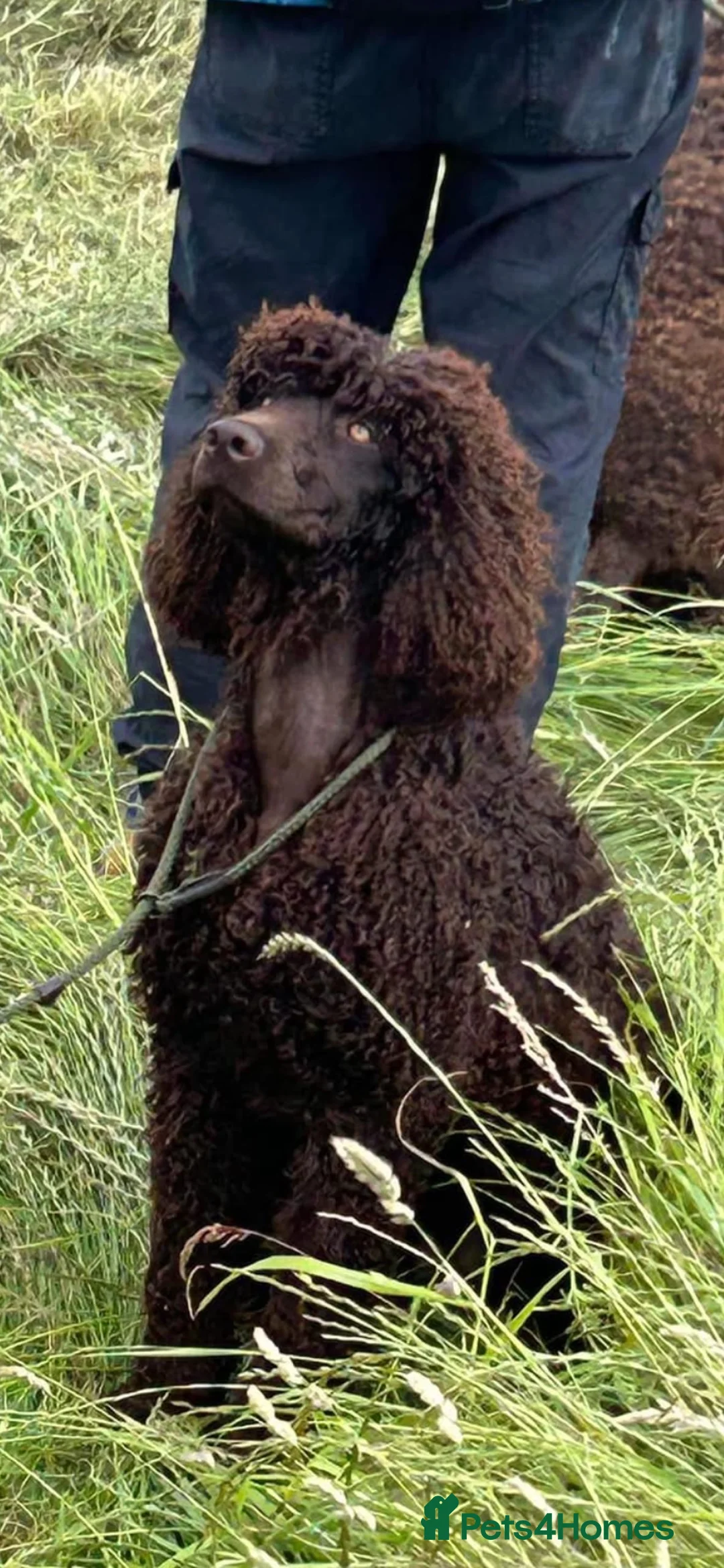 Irish Water Spaniel dogs for sale: Irish Water Spaniels  in Bishop Auckland - Advert 1
