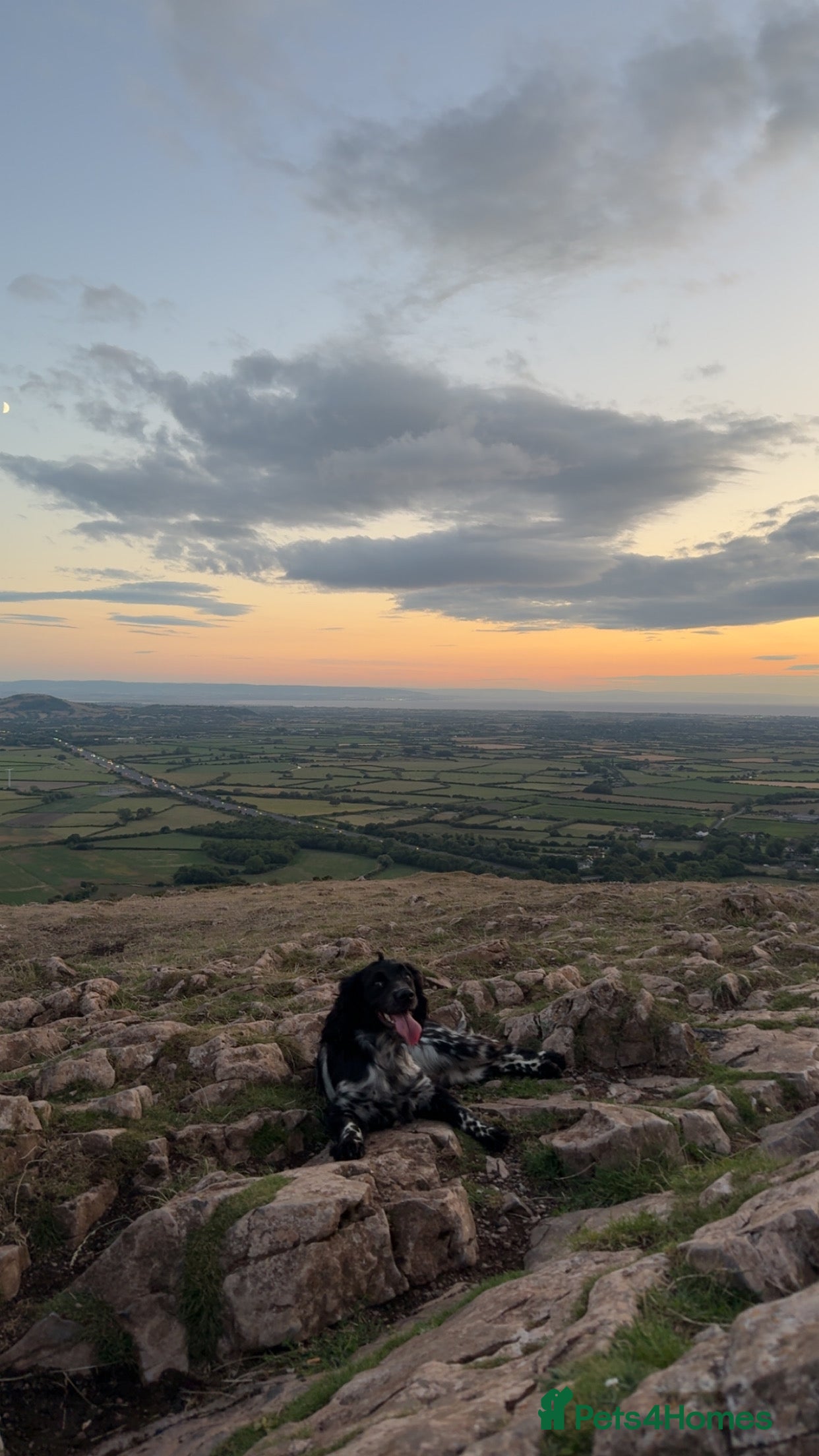 Sprocker dogs 12 week old Sprocker puppy - Advert 11