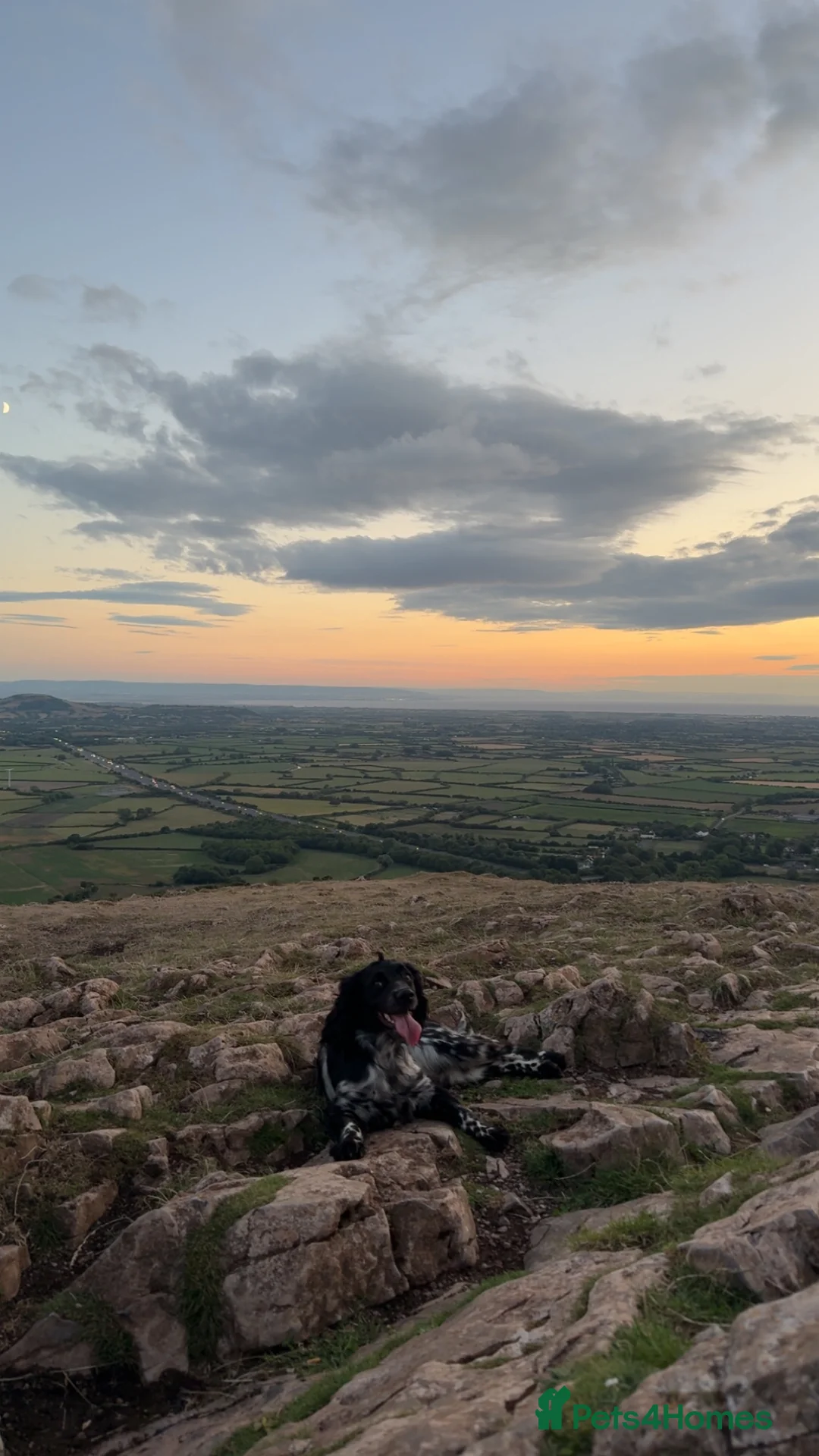 Sprocker dogs for sale: Sprocker puppies  - Advert 2