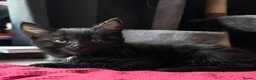 Mixed Breed cats for sale: 4 Beautiful kittens  in Rotherham - Advert 4