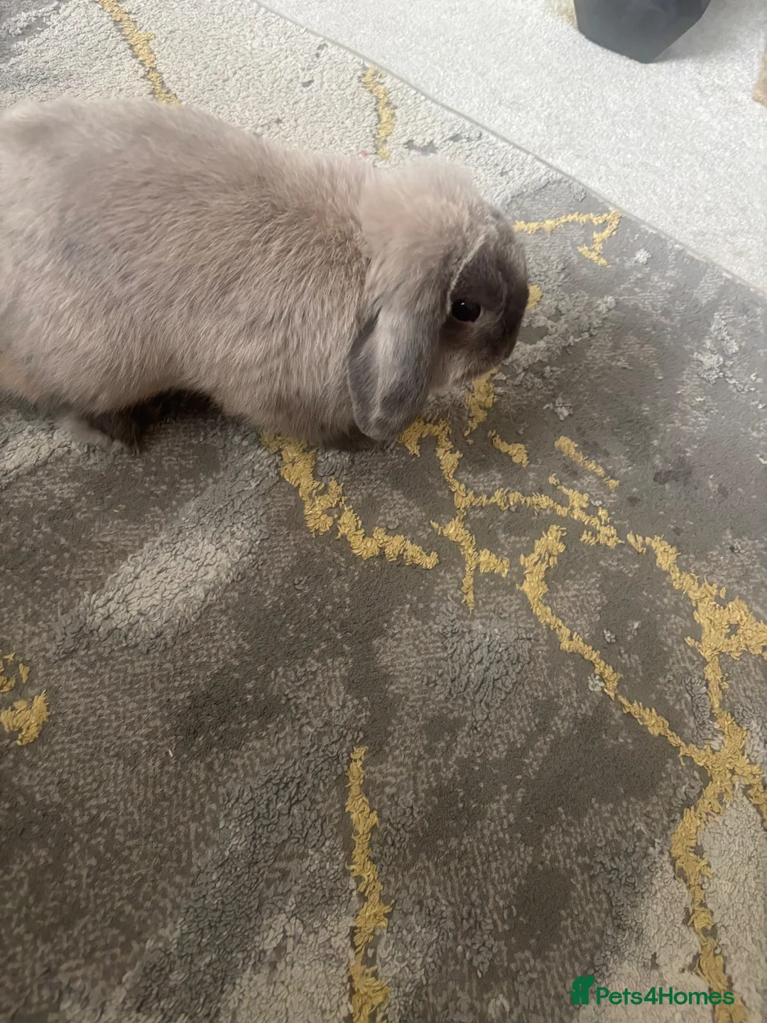 Dwarf Lop rabbits for sale: Dwarf lop bunny  in London - Advert 2