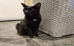 Domestic Shorthair cats for adoption: Lisa (18yo), looking for a loving retirement home  - Image 3
