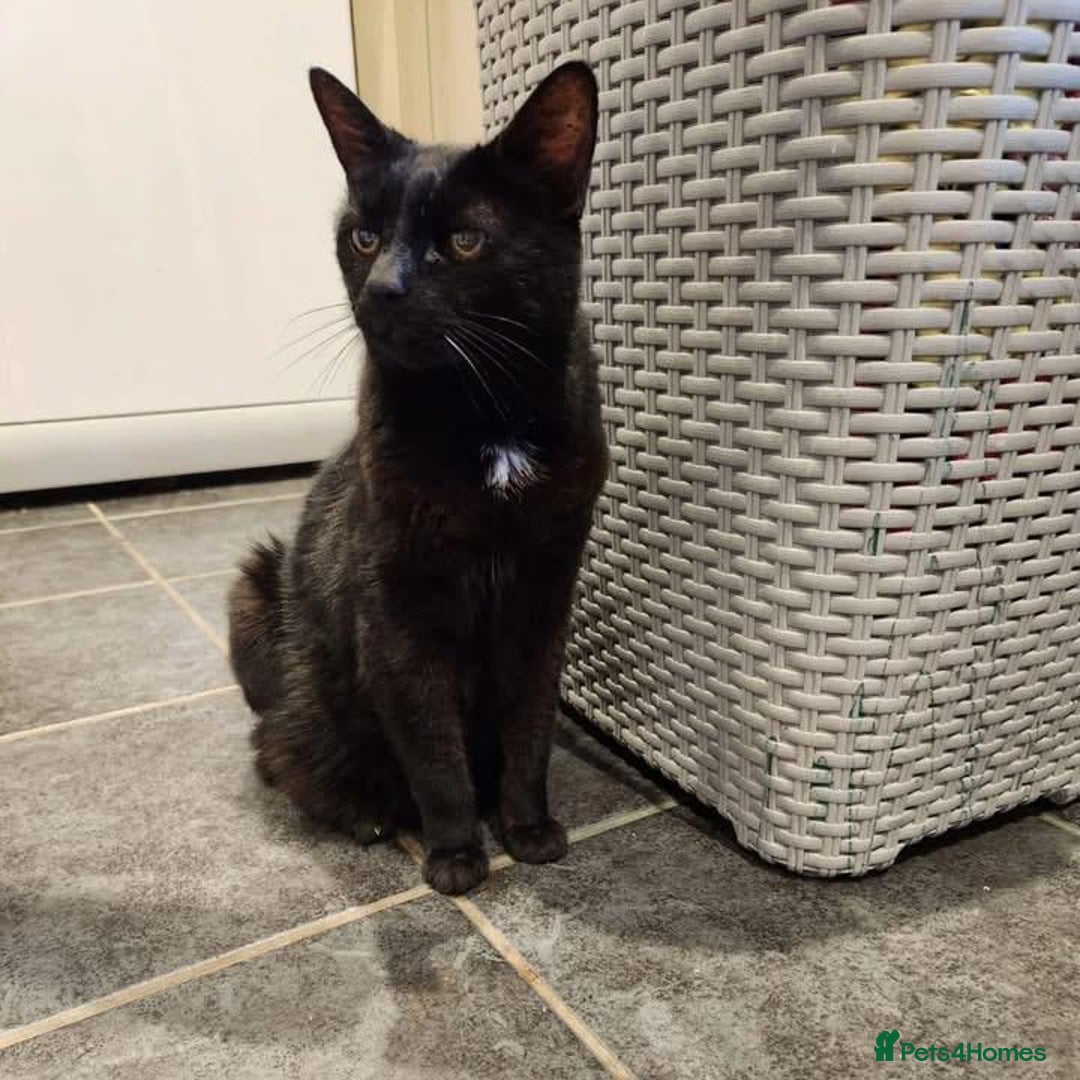Domestic Shorthair cats for adoption: Lisa (18yo), looking for a loving retirement home  - Image 3