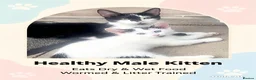 Mixed Breed cats for sale: Mix kitten - Advert 1