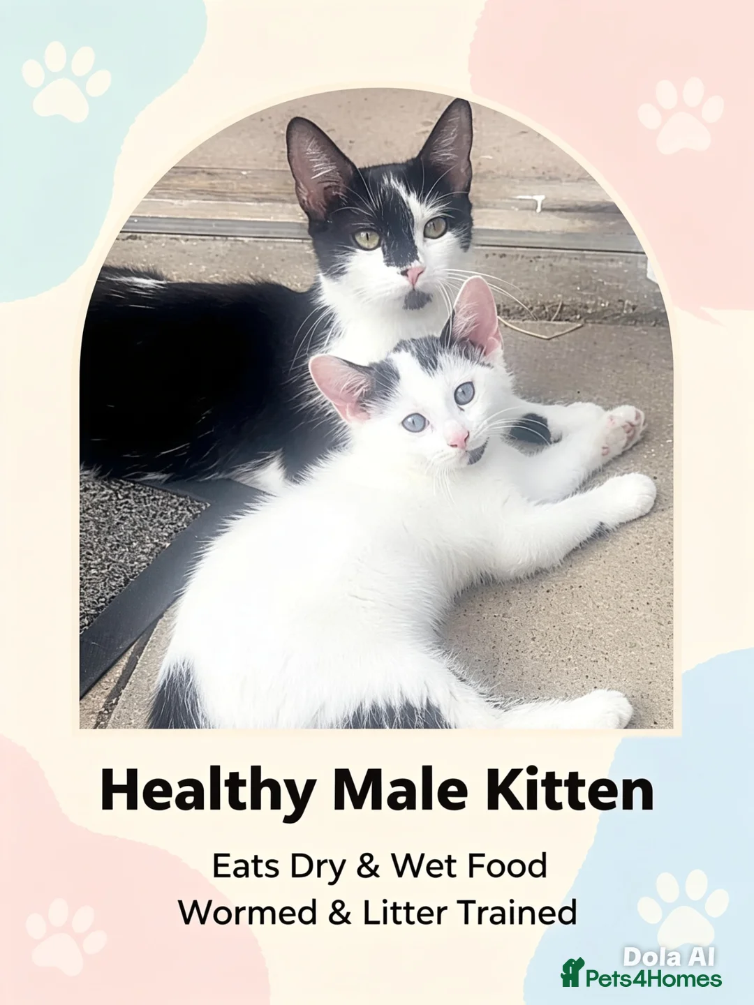 Mixed Breed cats for sale: Mix kitten - Advert 1