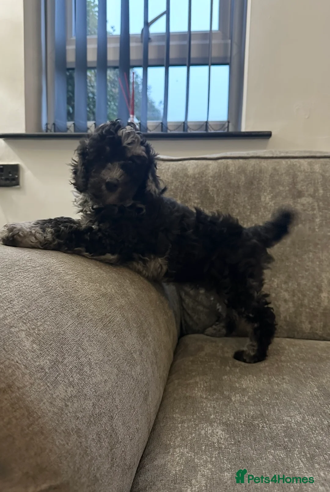 Cockapoo dogs for sale: Stunning cockapoos ready now  - Advert 1