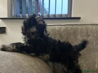 Cockapoo dogs Stunning cockapoos ready now - Advert 1