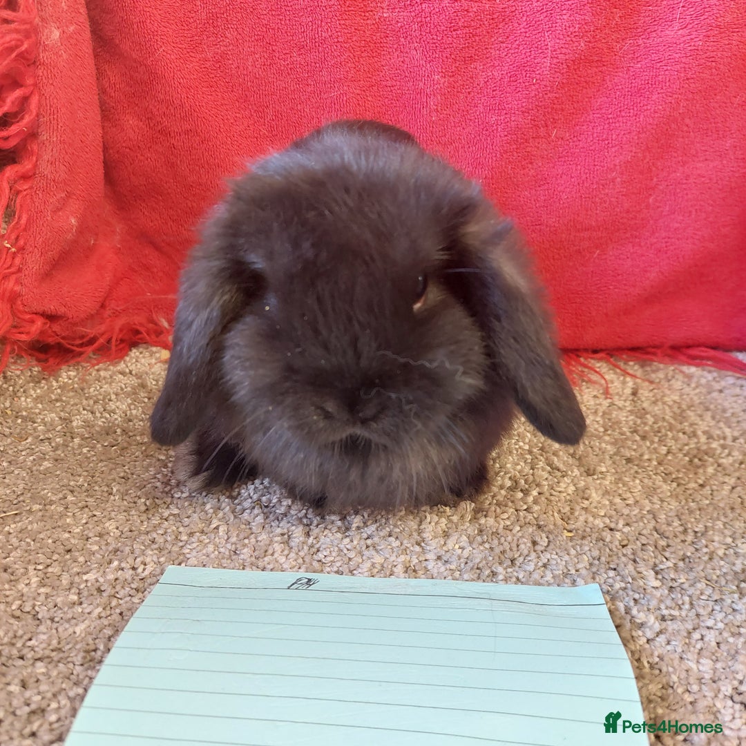 Mini Lop rabbits for sale: Minilop babys bucks & does  - Advert 6