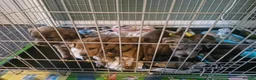 Mixed Breed dogs for sale: Staffy cross blue blooded bulldog puppies - Advert 11