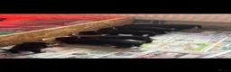 Rottweiler dogs for sale: German Rottweiler puppies  - Advert 14