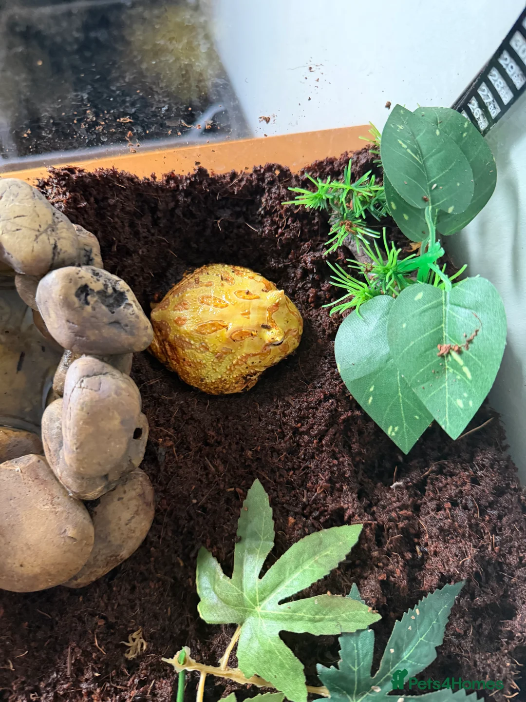 Frog reptiles for sale: Two Pac-Man frogs and set ups  - Advert 2