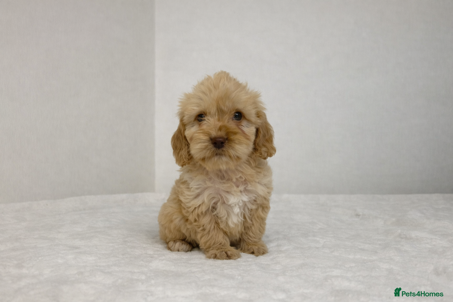 Cockapoo dogs 2 Stunning cockapoo puppies available  - Advert 14