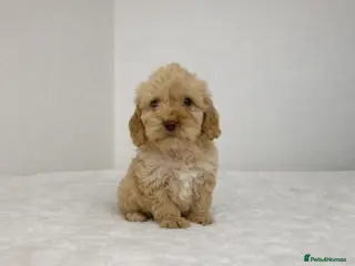 Cockapoo dogs 2 Stunning cockapoo puppies available - Advert 14