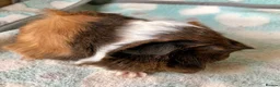 Guinea Pig rodents for sale: Four beautiful Peruvian boars (boys)  - Advert 6