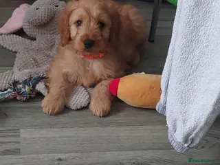 Cockapoo dogs cockapoos 1 beautiful boy LEFT ❤️❤️❤️❤️❤️ - Advert 1
