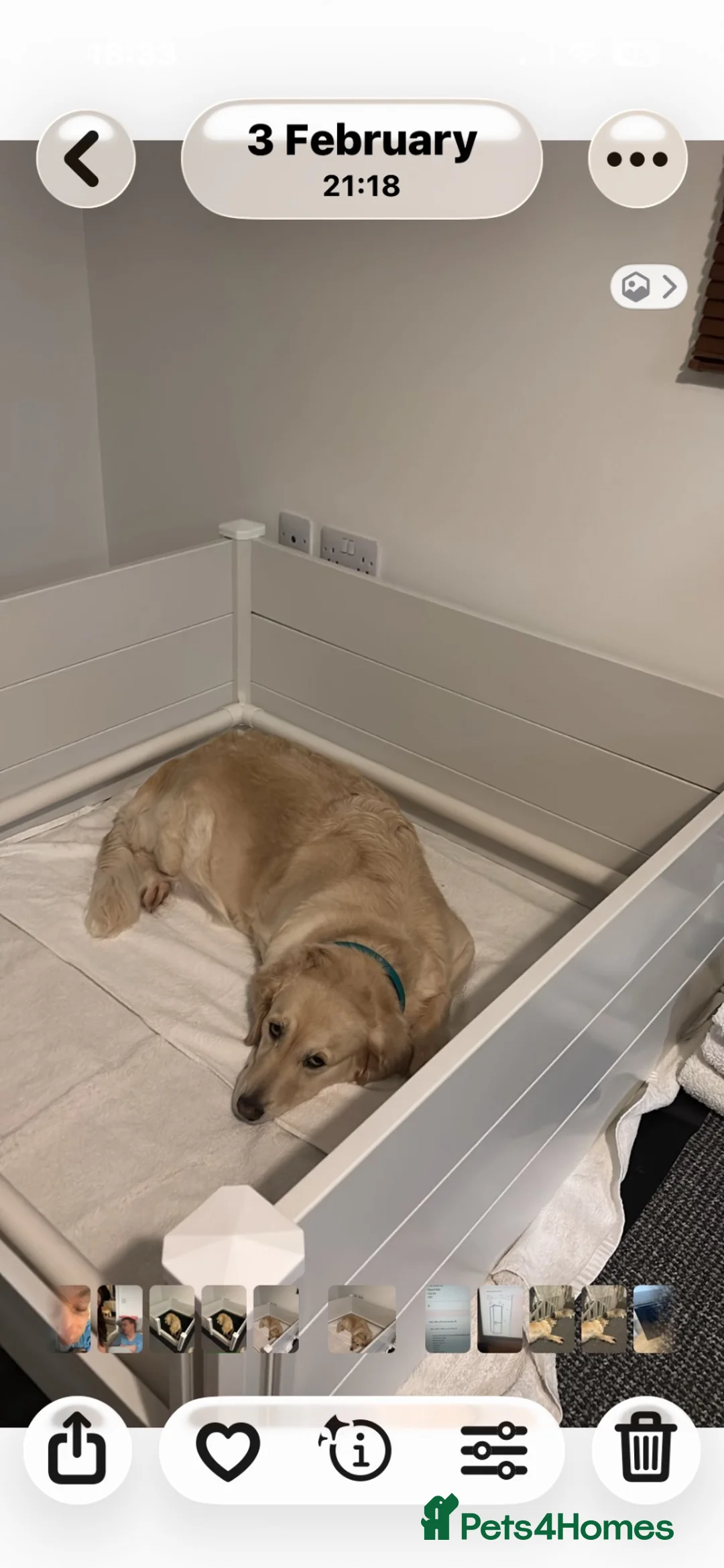Golden Retriever dogs for sale: Golden retriever puppies  - Advert 1
