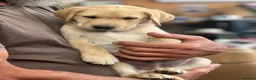 Labrador Retriever dogs for sale: KC Reg Labrador pups Working Traditional Chunky - Advert 25