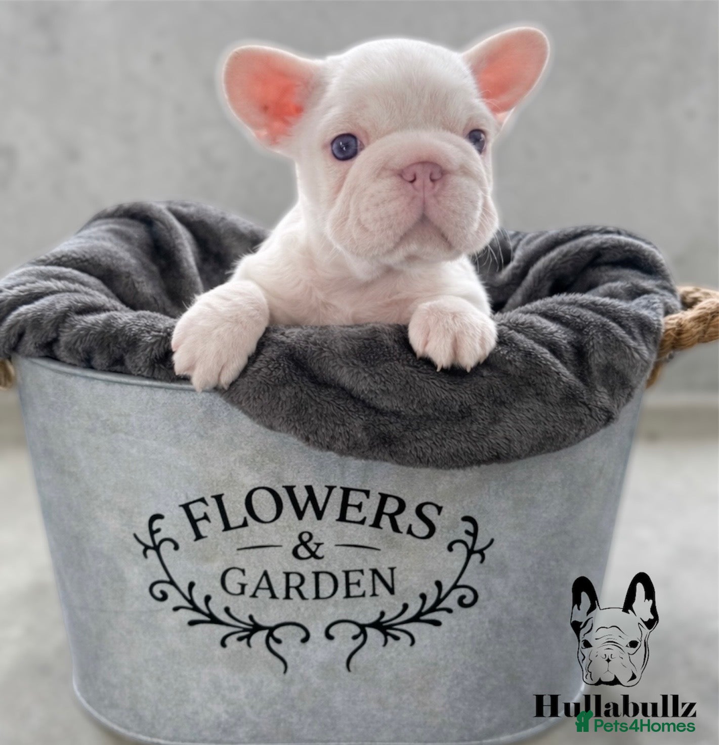 French Bulldog dogs Health tested KC French Bulldogs - Advert 11