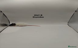 Rat rodents for sale: NOV: 18 Rats For Sale - Advert 14