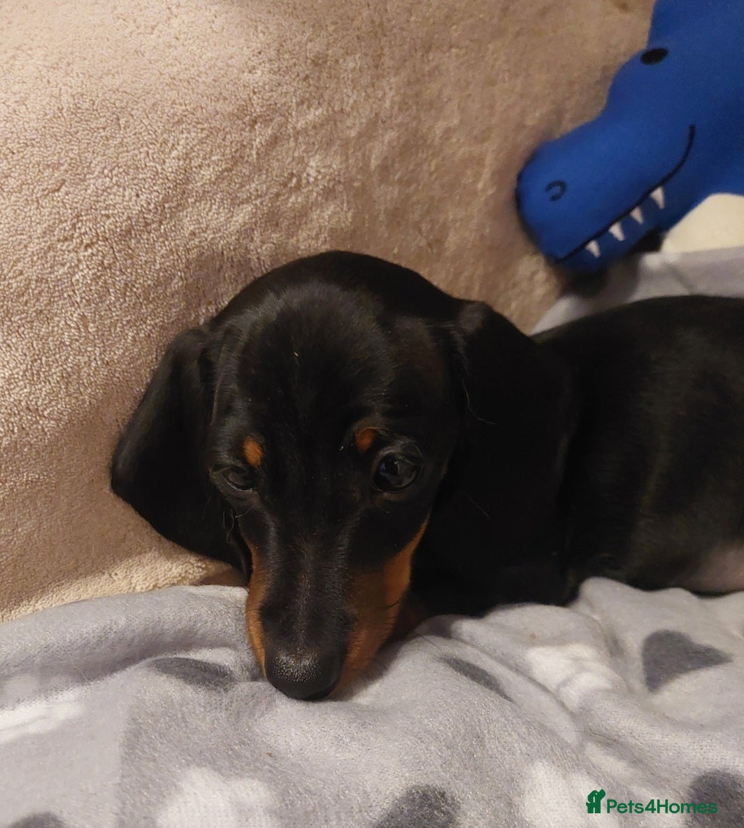 Miniature Dachshund dogs r Bitch 13 weeks / Black & Tan Puppy. - Advert 2