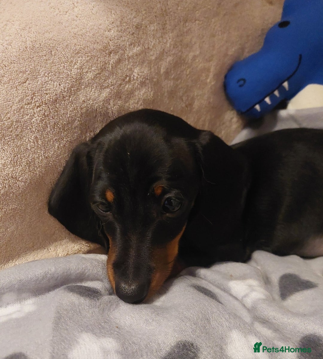 Miniature Dachshund dogs for sale: r Bitch 13 weeks / Black & Tan Puppy. - Advert 1