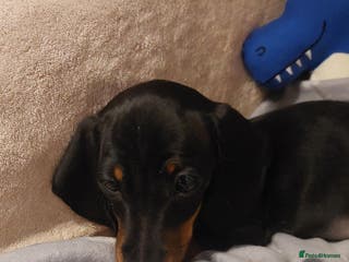 Miniature Dachshund dogs r Bitch 13 weeks / Black & Tan Puppy. - Advert 2