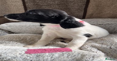 English Springer Spaniel dogs Quality ESS KC Reg Health Tested Parents 5⭐️ - Advert 9