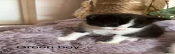 Mixed Breed cats for sale: Fluffy black and white kittens  - Advert 18