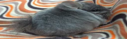 Chinchilla rodents for sale: Variety of chinchillas babys and adults - Advert 8