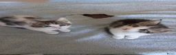 Mixed Breed cats for sale: Kittens for sale  in South Croydon - Advert 15