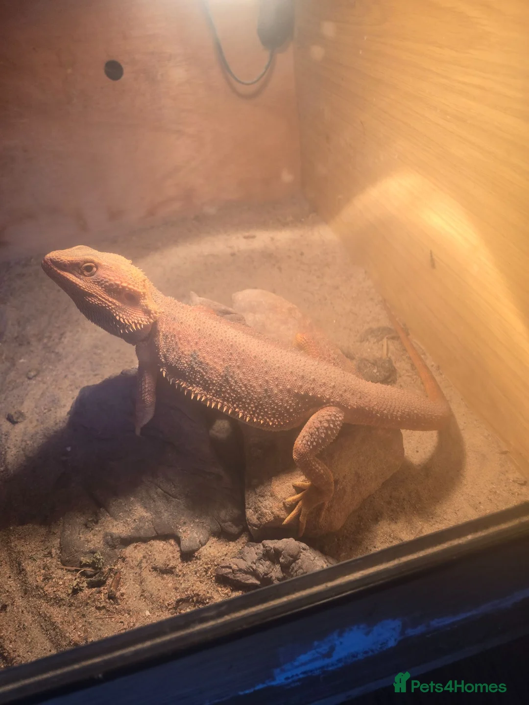 Bearded Dragon reptiles for sale: Male bearded dragon in Dereham - Advert 1