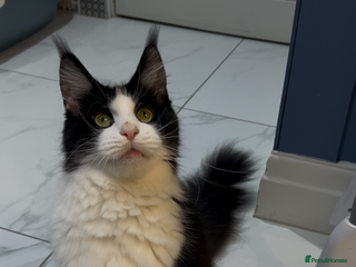 Maine Coon cats - Advert 22