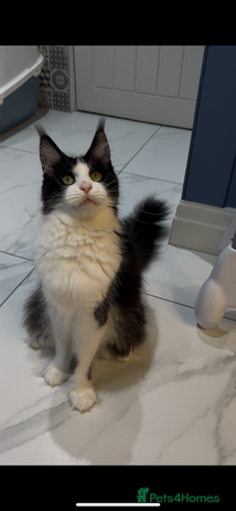 Maine Coon cats - Advert 11