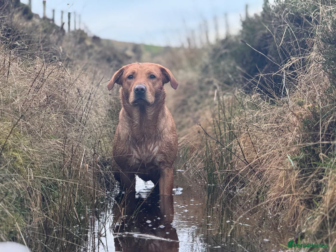 Labrador Retriever dogs for sale: FULL KC REG LABRADOR PUPS *EXCELLENT PEDIGREES* in Lancaster - Advert 2
