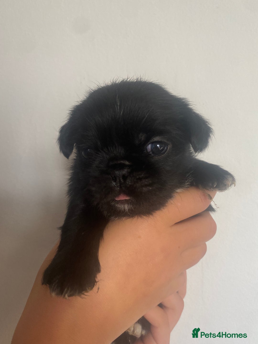 Mixed Breed dogs for sale: pugzu puppies for sale - Image 4