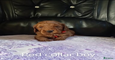 Cockapoo dogs - Advert 5