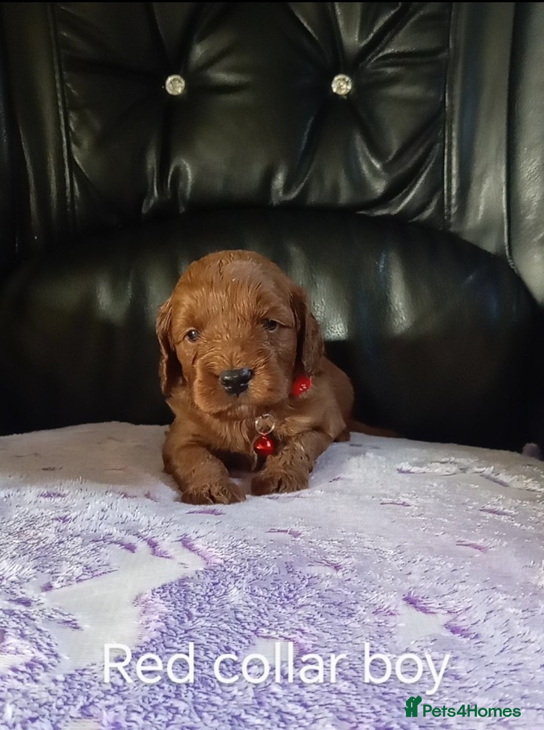 Cockapoo dogs for sale: 7 F1b cockapoos for sale  - Image 2