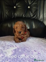 Cockapoo dogs - Advert 6