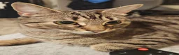 Bengal cats for sale: Beautiful bengal female cat  in Barry - Advert 1