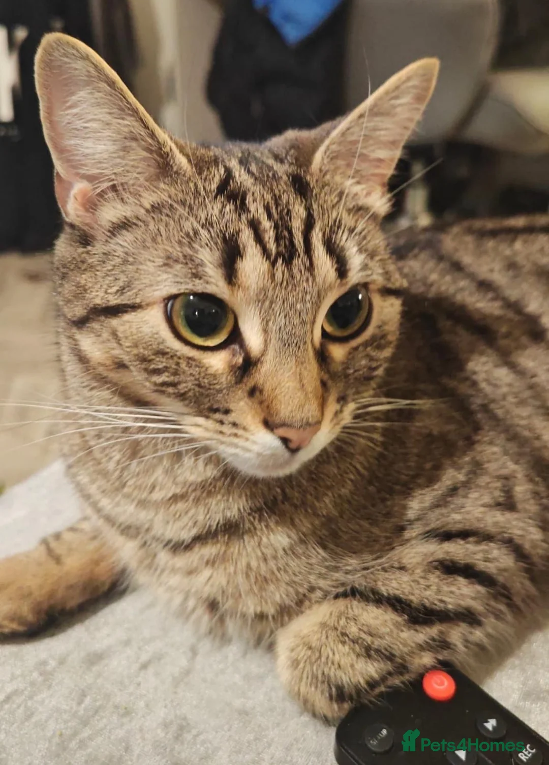 Bengal cats for sale: Beautiful bengal female cat  in Barry - Advert 1