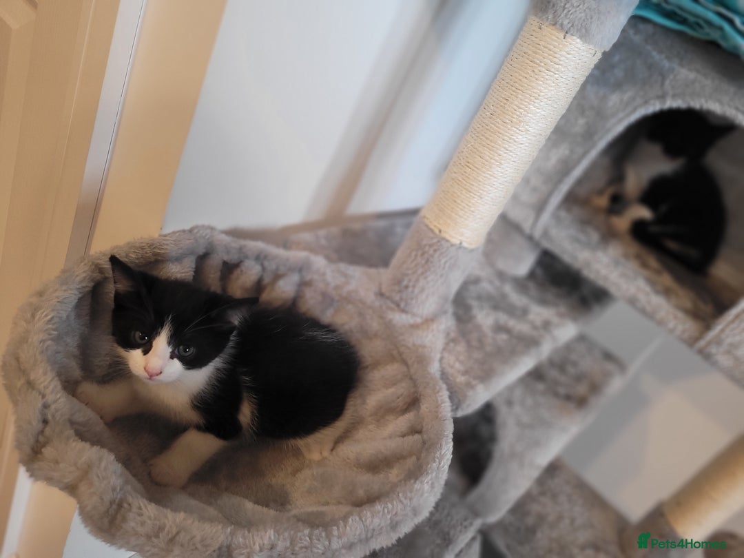 Mixed Breed cats for sale: Mixed British blue kittens  - Image 4
