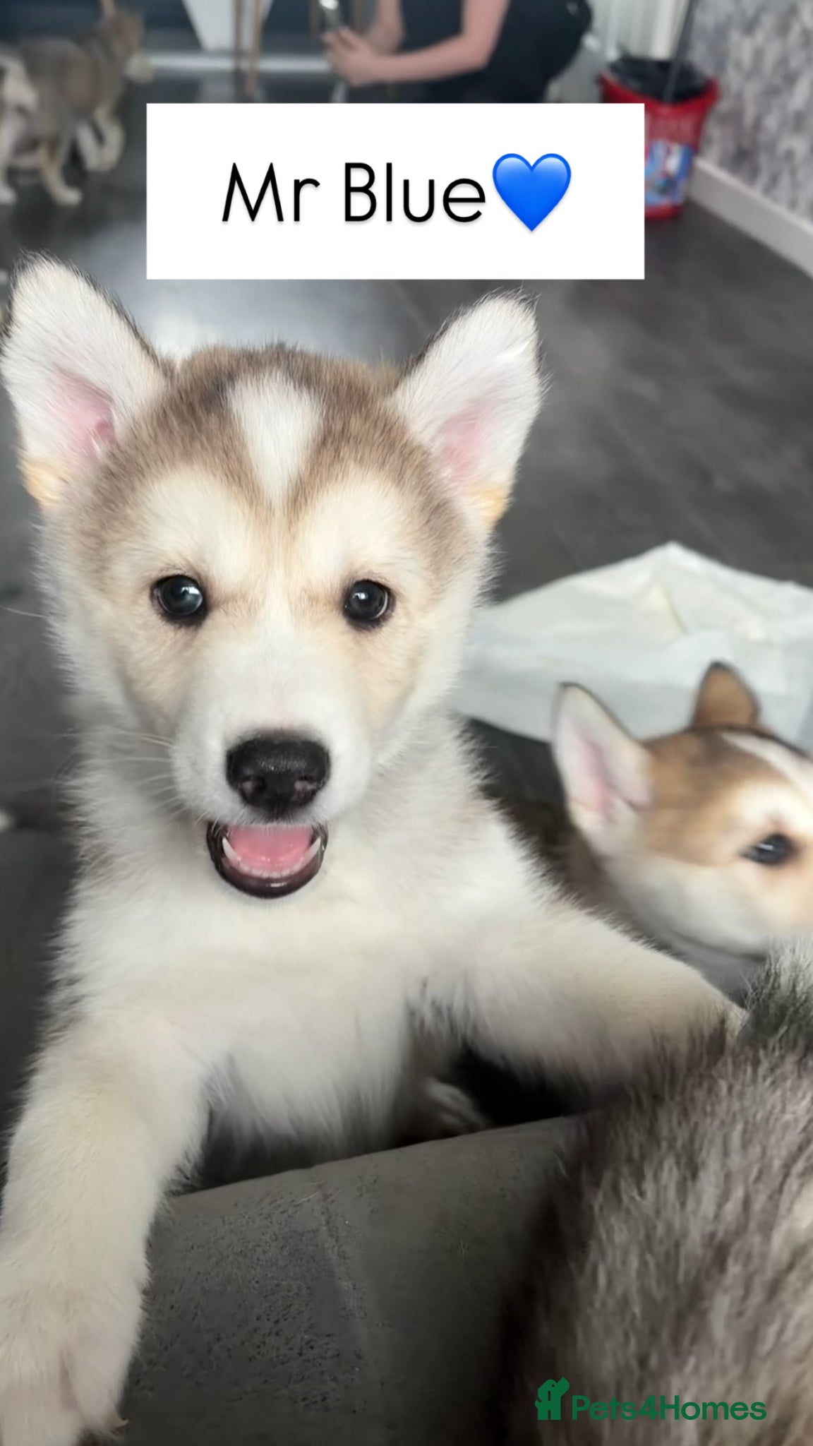 Siberian Husky dogs 6 Siberian Husky Puppies!! - Advert 6