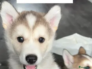 Siberian Husky dogs 6 Siberian Husky Puppies!! - Advert 6