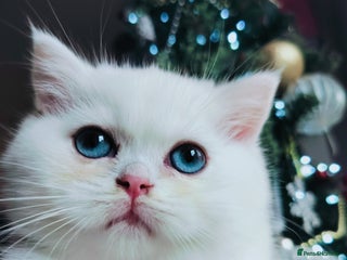 British Shorthair cats British shorthair kittens - Advert 4