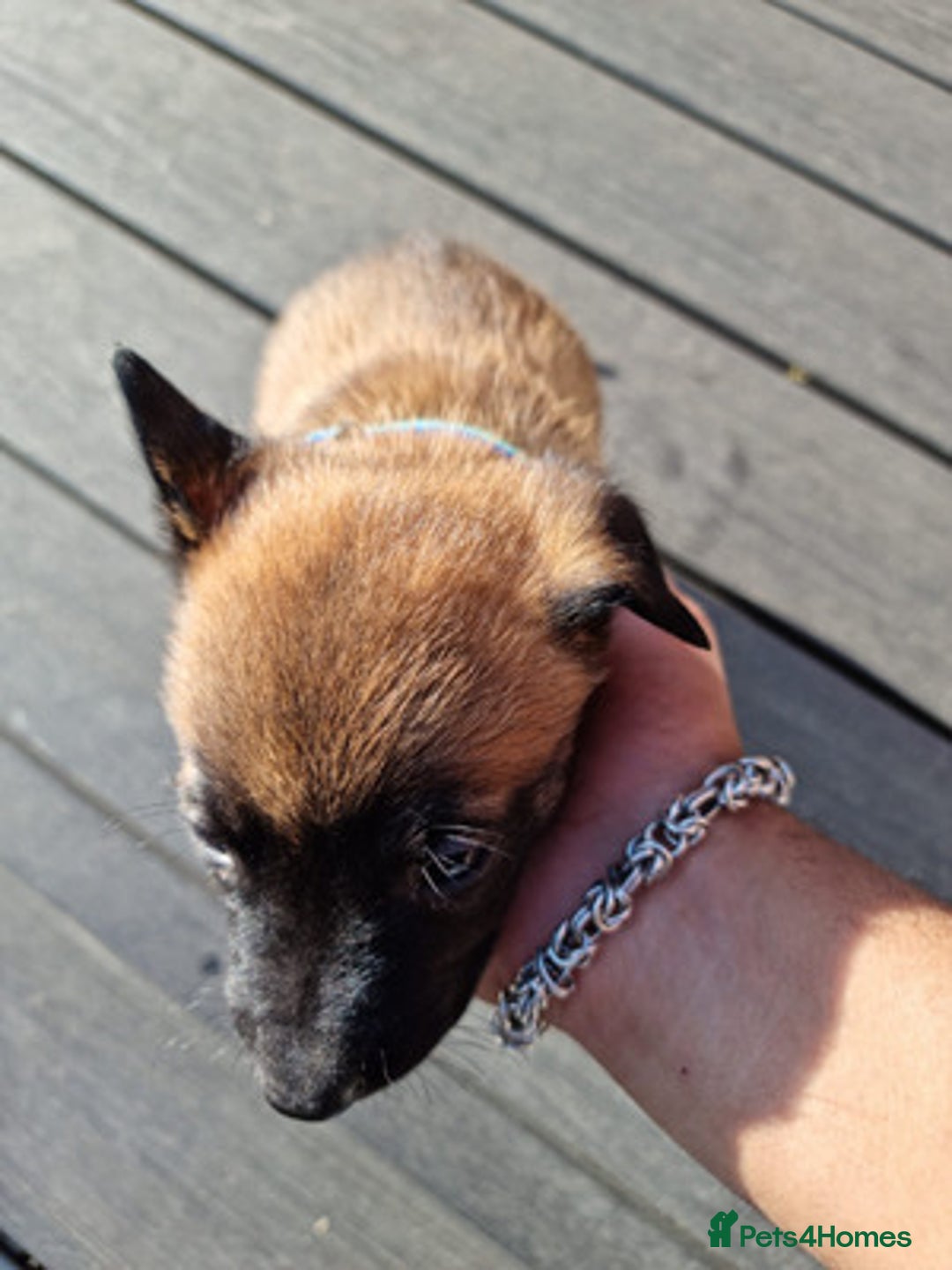Belgian Shepherd Dog dogs for sale: Beautiful Belgian Malinois Puppies  - Image 4