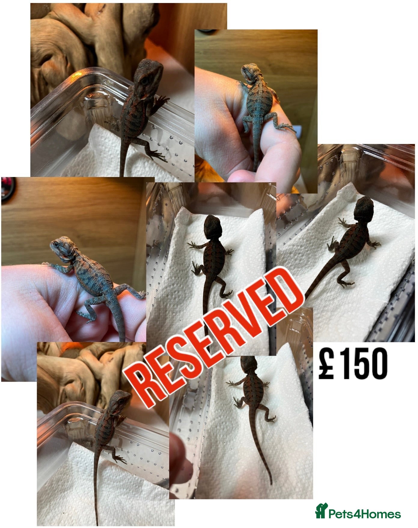 Bearded Dragon reptiles for sale: Baby Bearded Dragons For Sale! - Advert 29