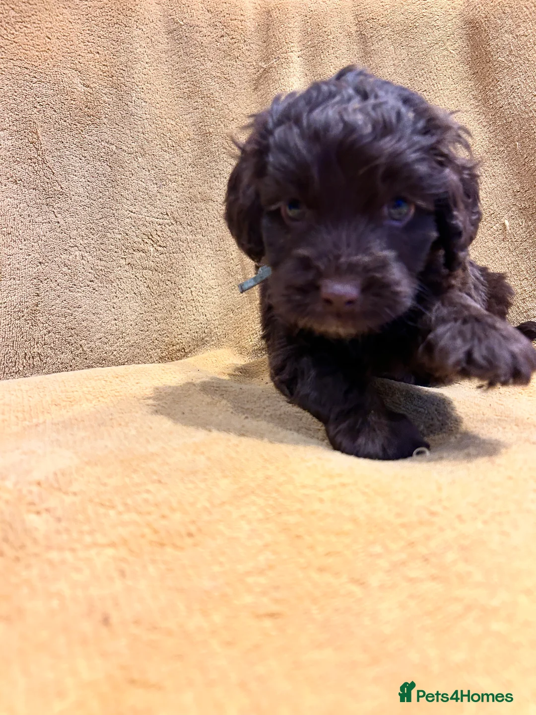 Cockapoo dogs for sale: Beautiful Cockerpoo’s in Macclesfield - Advert 11