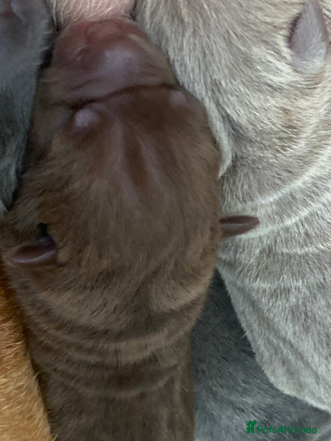Shar Pei dogs for sale: Shar pei puppies - Image 9