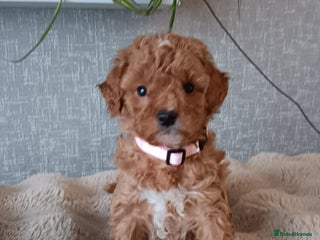 Cavapoochon dogs Stunning Cavapoochon Puppies - Advert 1